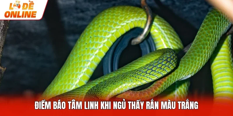 Điềm báo tâm linh khi ngủ thấy rắn màu trắng