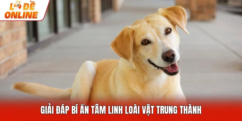 Giải đáp bí ẩn tâm linh loài vật trung thành