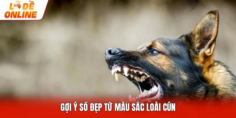 Gợi ý số đẹp từ màu sắc loài cún