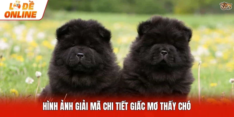 Hình ảnh giải mã chi tiết giấc mơ thấy chó