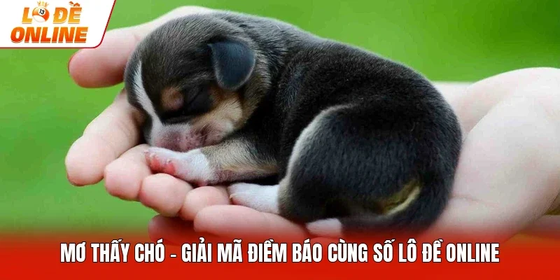 Mơ Thấy Chó - Giải Mã Điềm Báo Cùng Số Lô Đề Online